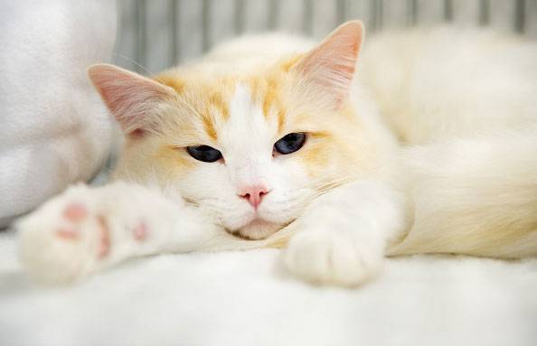 Leia mais sobre o artigo Veterinária explica a importância da ração úmida para os gatos