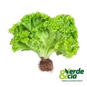 Alface Crespa Verde&Cia Hidropônica